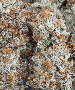 Alternative view of Kosher Kush Strain