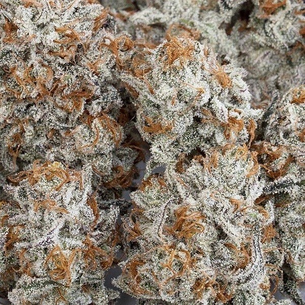 Kosher Kush Strain - Image 2