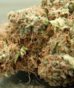 Alternative view of Buy AK-47 Weed Online USA | Premium Sativa-Dominant Hybrid Cannabis Strain