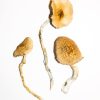 Golden Teacher Magic Mushrooms