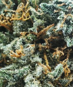 Alternative view of Buy Green Crack God Weed Online USA | Premium Sativa-Dominant Hybrid Cannabis Strain