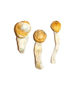 Penis Envy Magic Mushrooms