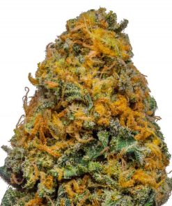 Buy White Cheese Weed Online USA | Premium Indica-Dominant Hybrid Cannabis Strain
