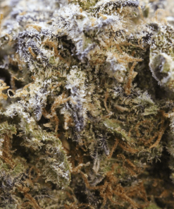 Alternative view of Buy Alien OG Weed Online USA | Premium Hybrid Cannabis Strain