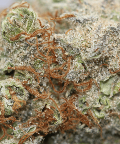 Alternative view of Blue Cheese Strain