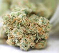 Alternative view of Buy Girl Scout Cookies Weed Online USA | Premium Hybrid Cannabis Strain