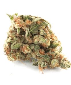 Buy Girl Scout Cookies Weed Online USA | Premium Hybrid Cannabis Strain