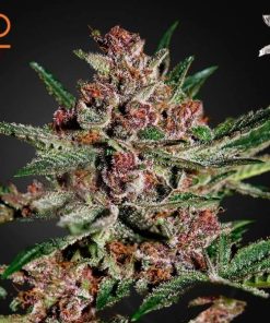 Alternative view of Bubble Kush Strain