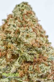 Alternative view of Buy White Widow Weed Online USA | Premium Hybrid Cannabis Strain