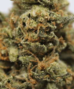 Alternative view of Buy Jack Herer Weed Online USA | Premium Sativa-Dominant Cannabis Strain