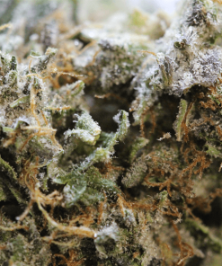 Alternative view of King Louis OG Strain