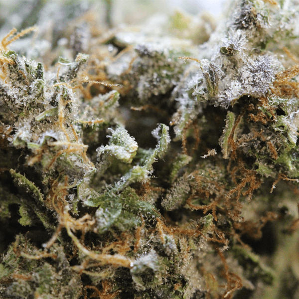King Louis OG Strain - Image 2