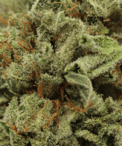 Alternative view of Buy Mandarin Cookies Weed Online USA | Premium Hybrid Cannabis Strain
