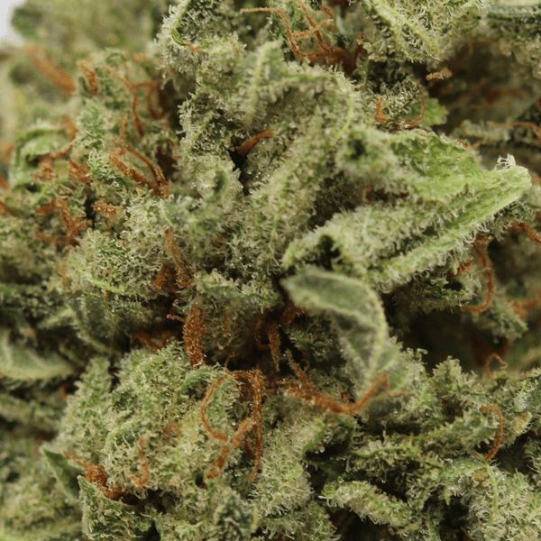 Buy Mandarin Cookies Weed Online USA | Premium Hybrid Cannabis Strain - Image 2