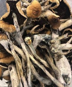 Golden Teacher