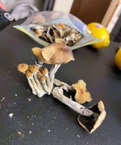 Magic Mushroom