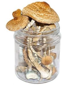 Golden Teacher