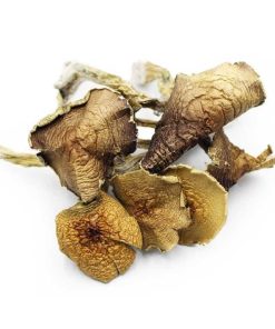 Albino a+ mushroom
