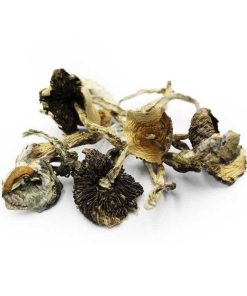 Amazonian shrooms