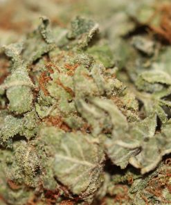 Alternative view of Platinum OG Strain