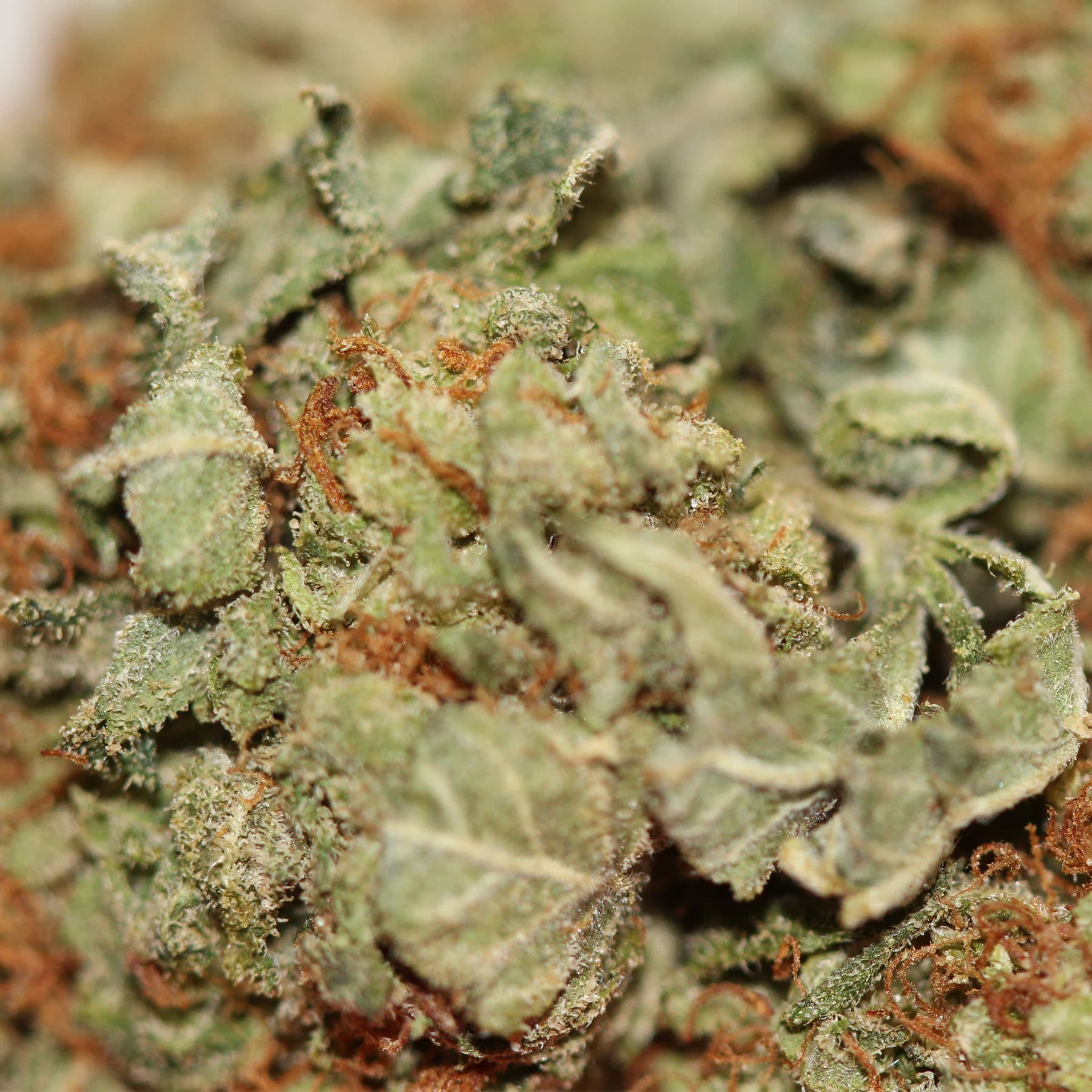 Platinum OG Strain - Image 2