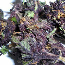 Alternative view of Granddaddy Purple Strain