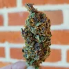 Purple Queen Strain
