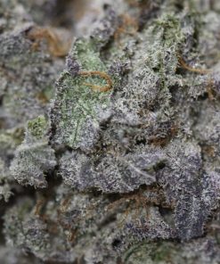 Alternative view of Purple Urkle