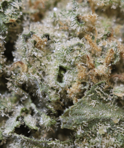 Alternative view of Buy Sweet Berlin Weed Online USA | Premium Sativa-Dominant Hybrid Cannabis Strain