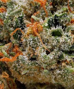 Alternative view of Buy Strawberry Cough Weed Online USA | Premium Sativa Cannabis Strain