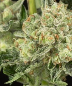 Alternative view of Buy OG Kush Weed Online USA | Premium Cannabis Strain