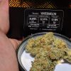 Buy Watermelon Strain Online USA | Premium Cannabis Flower