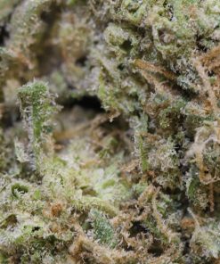 Alternative view of Buy White Cheese Weed Online USA | Premium Indica-Dominant Hybrid Cannabis Strain