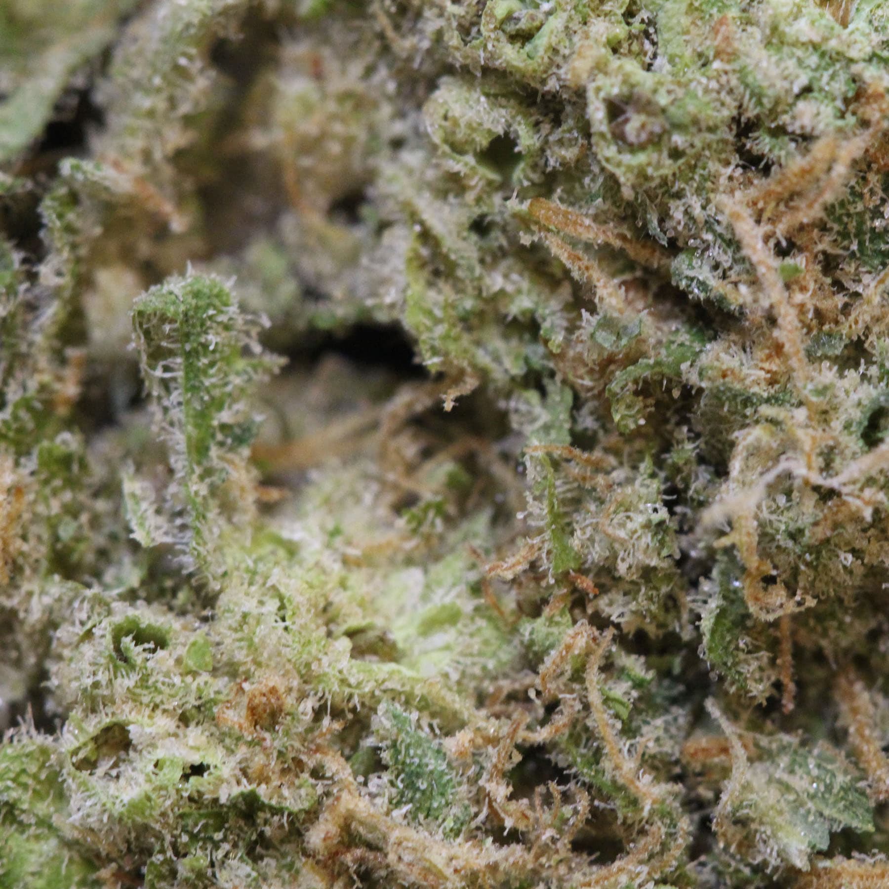 Buy White Cheese Weed Online USA | Premium Indica-Dominant Hybrid Cannabis Strain - Image 2