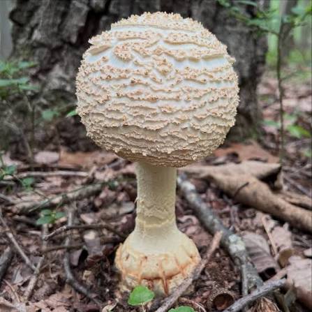 Rare Mushroom Delivery Annapolis