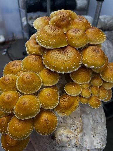 Rare  Mushroom Delivery Arizona