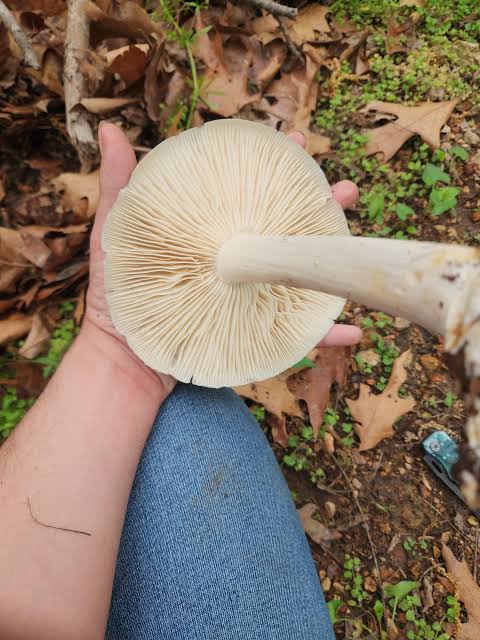 Rare  Mushroom Delivery Arkansas