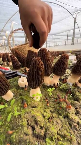 Rare  Mushroom Delivery Atlanta
