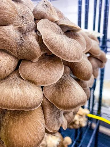 Rare Mushroom Delivery Augusta