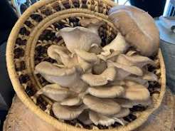 Rare Mushroom Delivery Baton Rouge