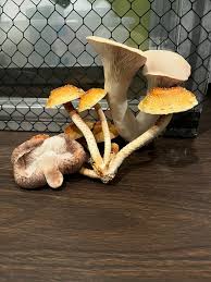 Rare  Mushroom Delivery Boise