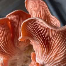 Rare Mushroom Delivery Boston