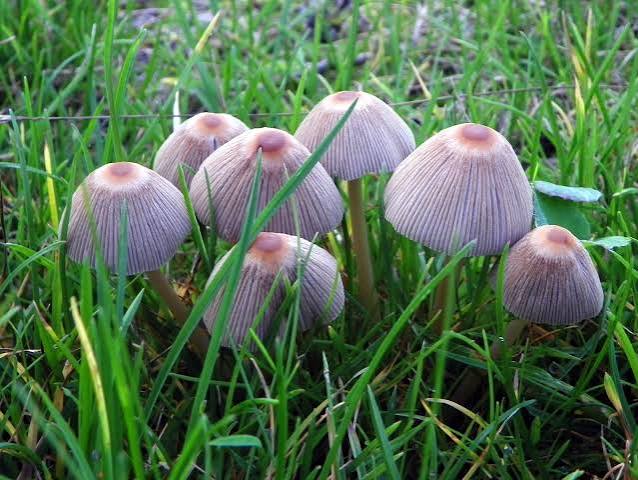Rare  Mushroom Delivery Colorado