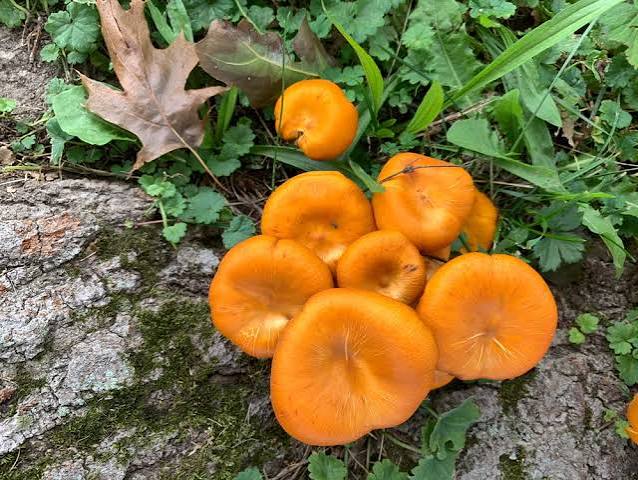 Rare  Mushroom Delivery Delaware