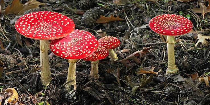 Rare  Mushroom Delivery Denver