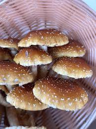 Rare Mushroom Delivery Des Moines