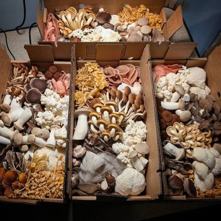 Rare  Mushroom Delivery Dover