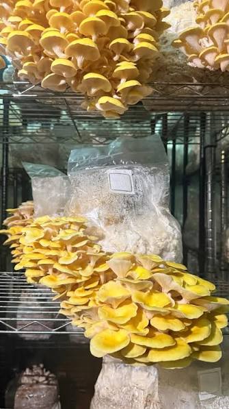Rare  Mushroom Delivery Florida