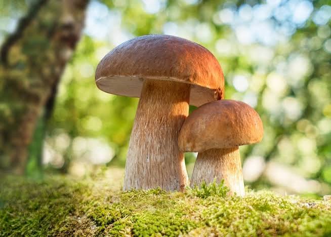 Rare  Mushroom Delivery Georgia