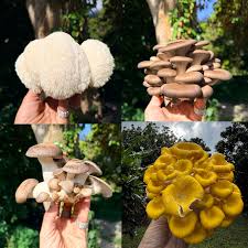 Rare  Mushroom Delivery Hartford